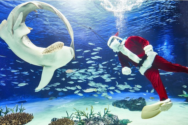 東京の水族館クリスマスデートはいかがでしょうか♪
